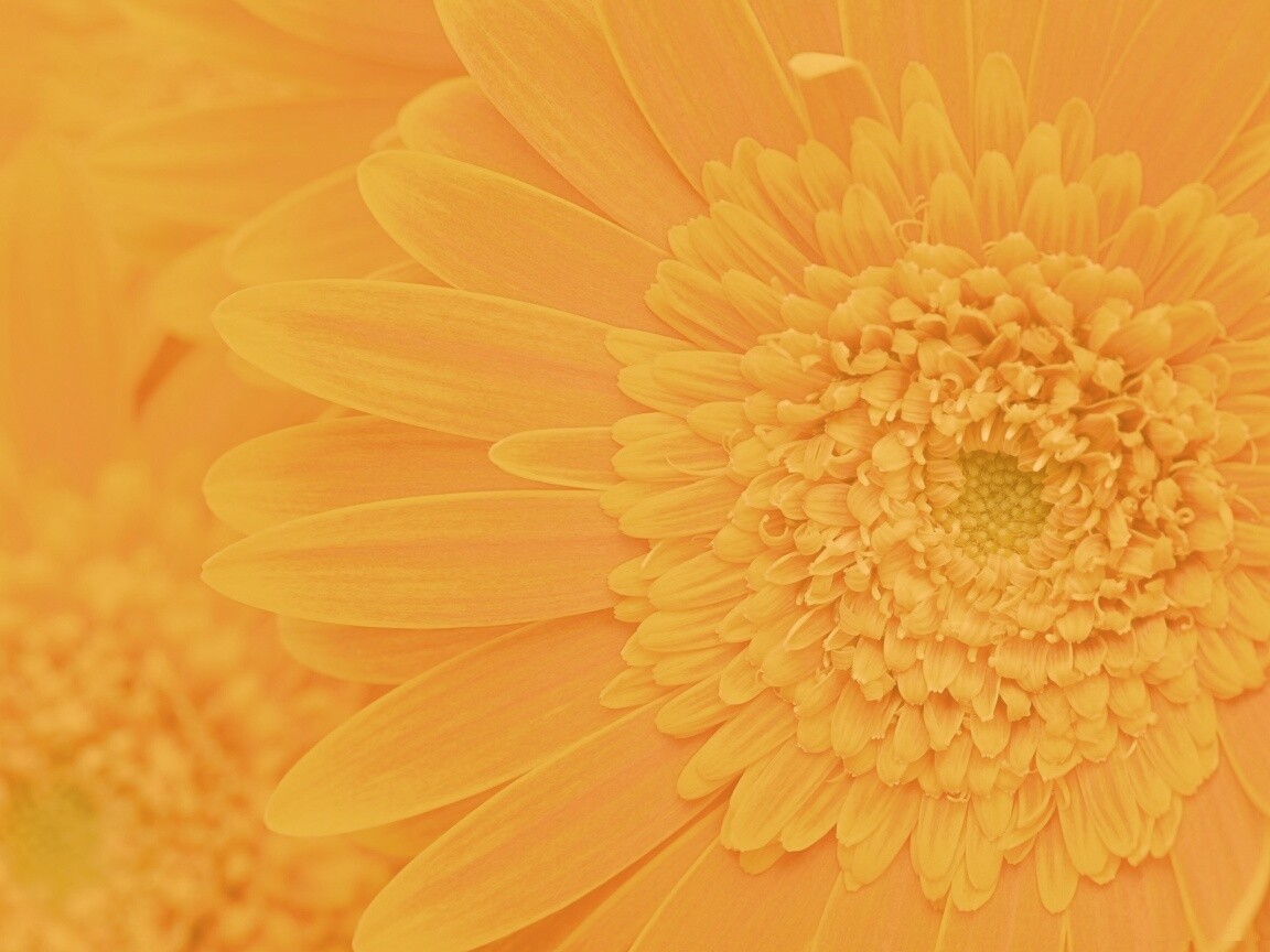 Большой оранжевый гербер обои