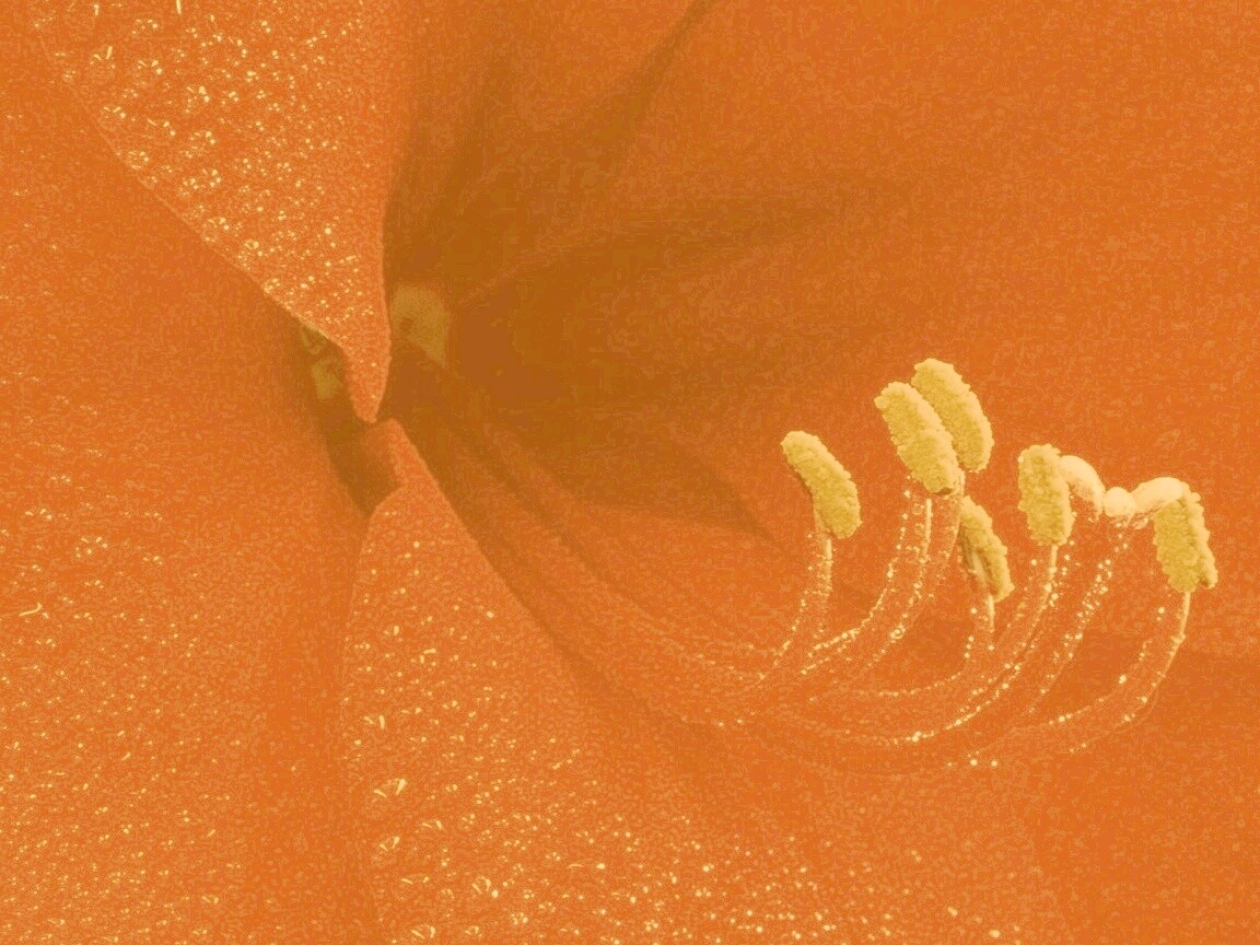 Красная манящая лилия обои