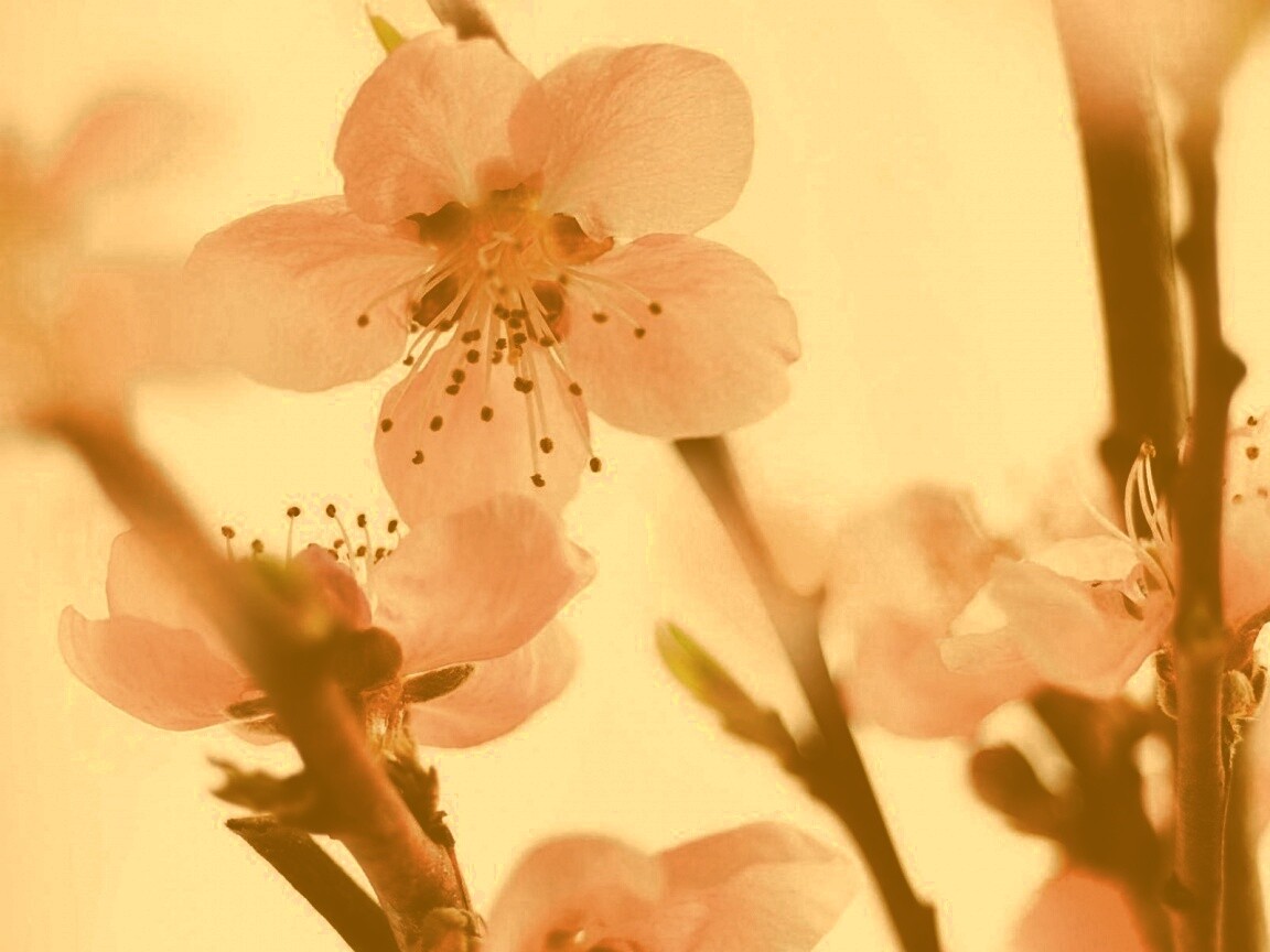 Нежные розовые цветы обои