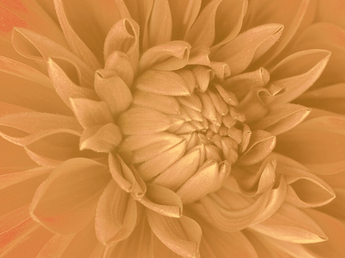 Цветок обои