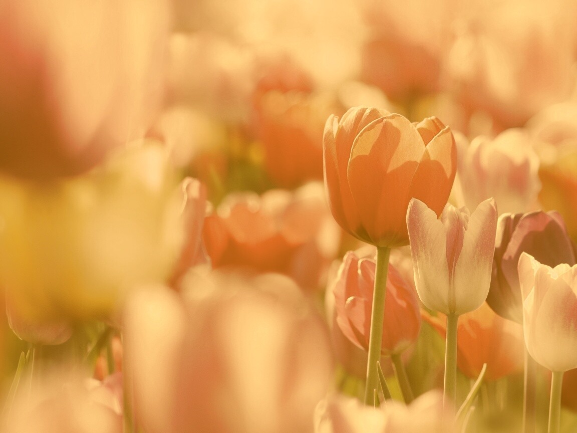 Красивые тюльпаны обои