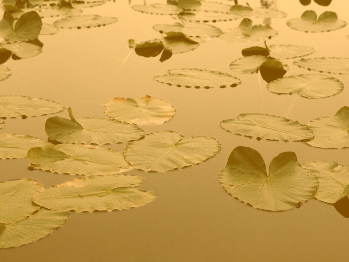 Плавающие листья обои