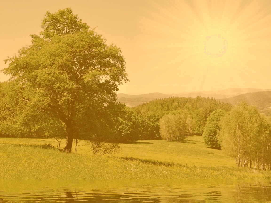 Дерево у воды обои