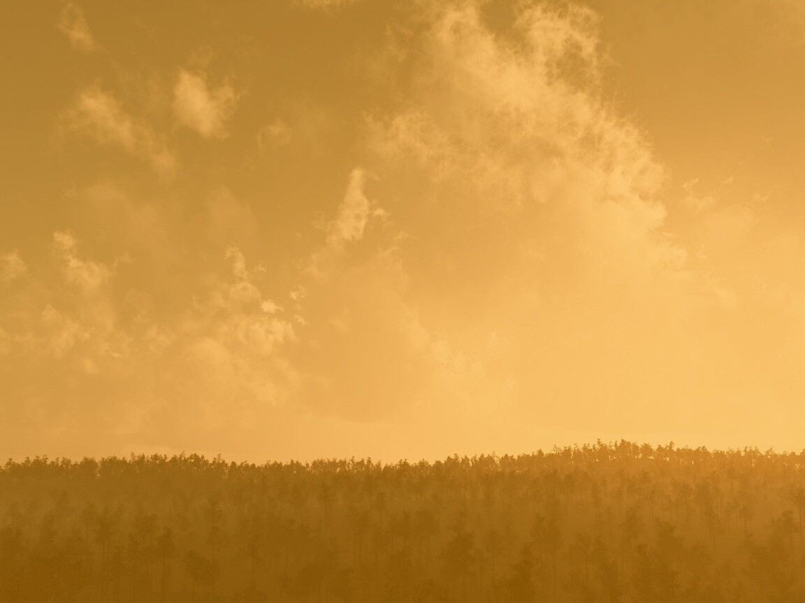 Закат над лесом обои