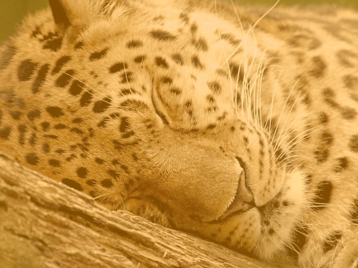 Спящий хищник обои