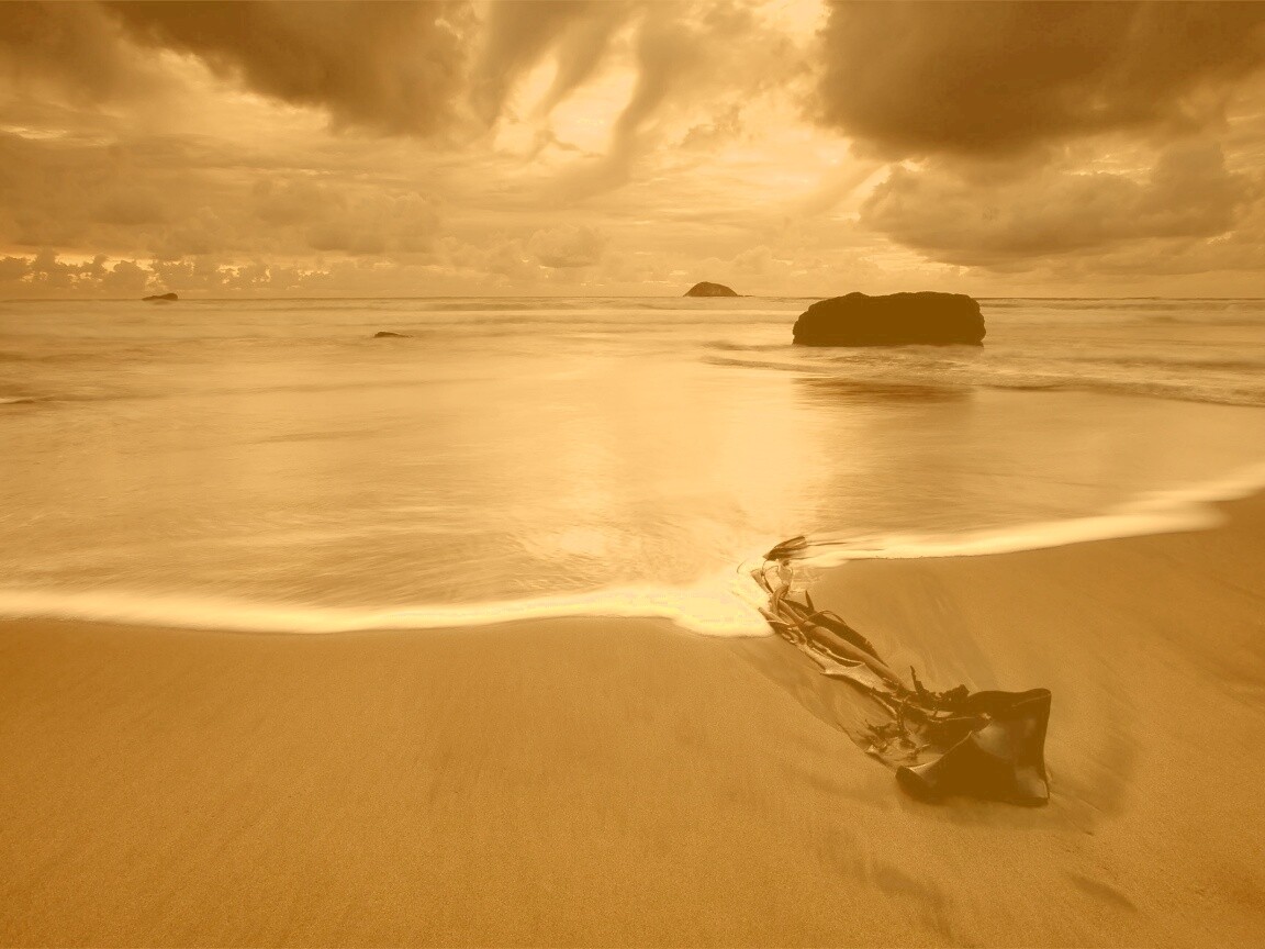 Коряга на пляже обои