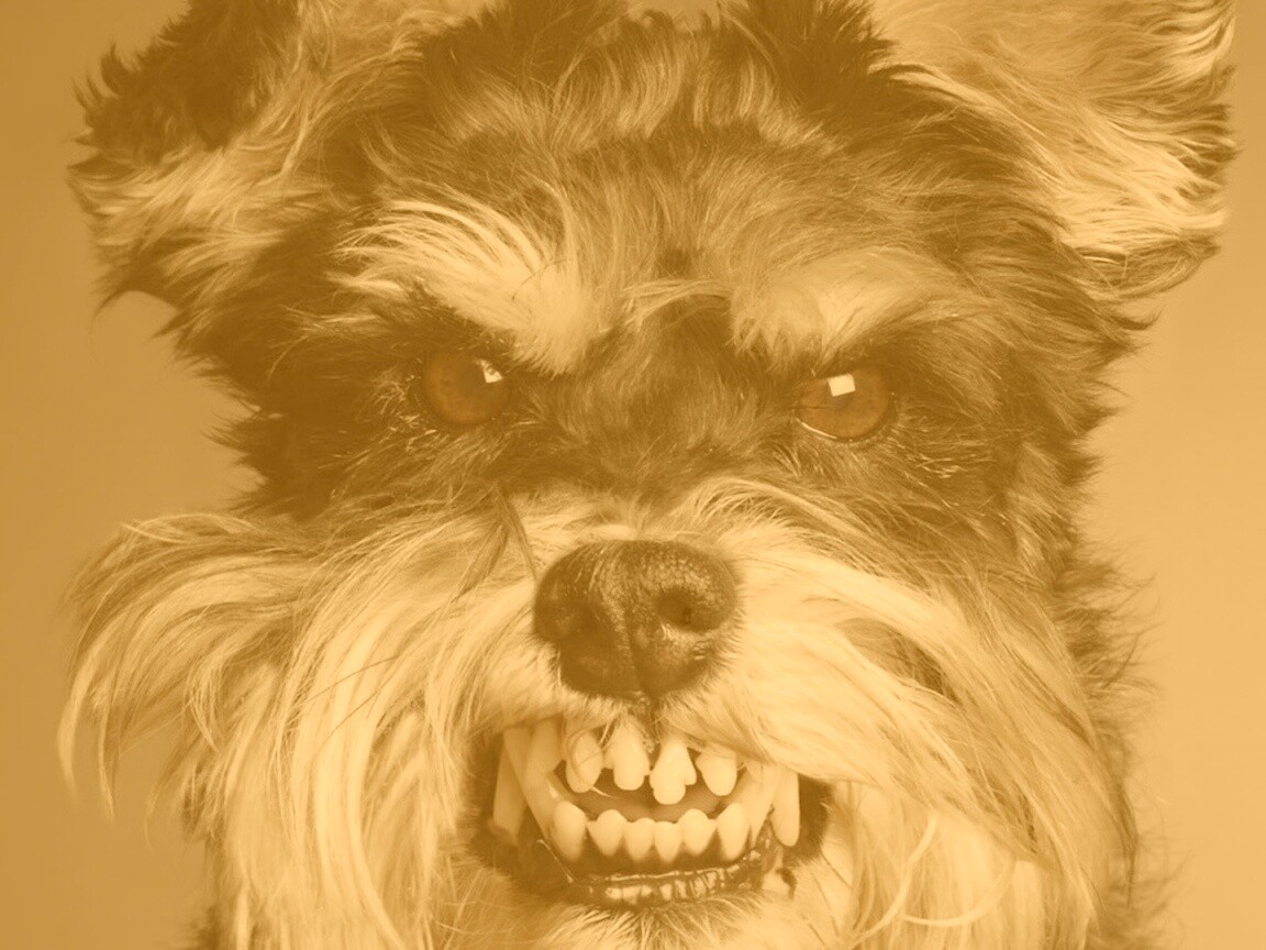 Терьер вне себя обои