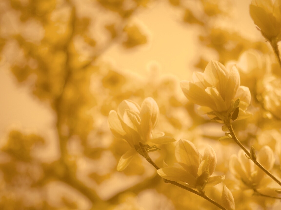 Желтые цветы распустились обои