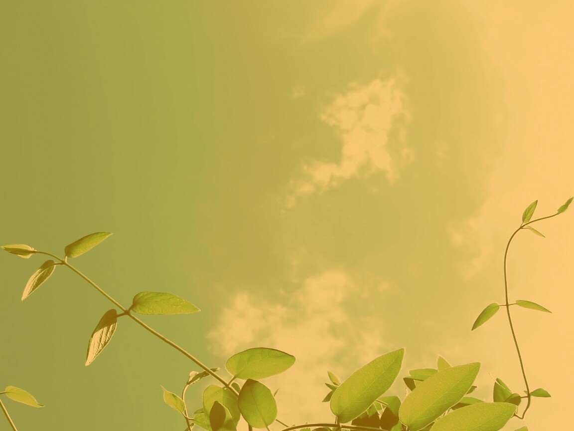 Зеленые ветви на фоне голубого неба обои