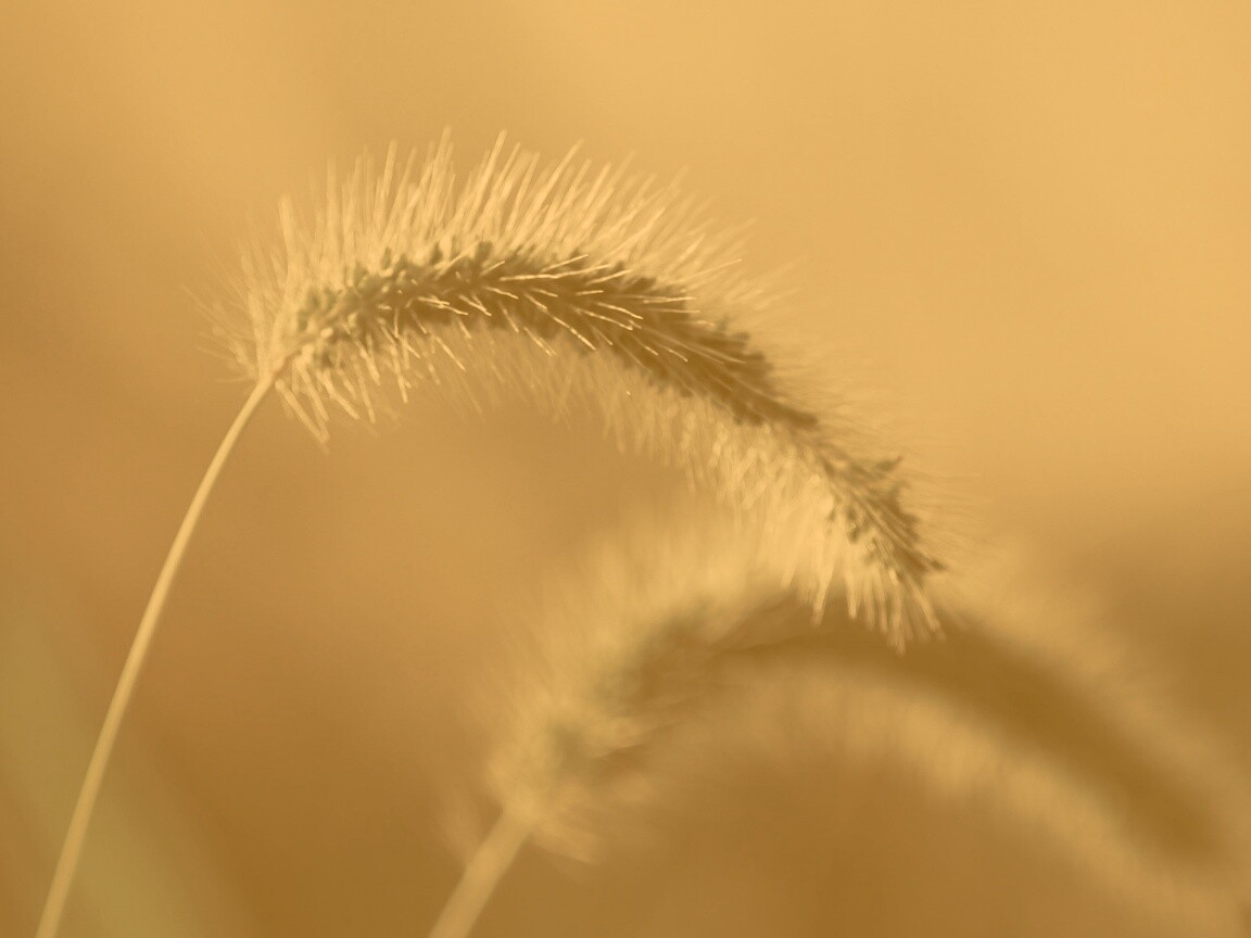 Травинка обои