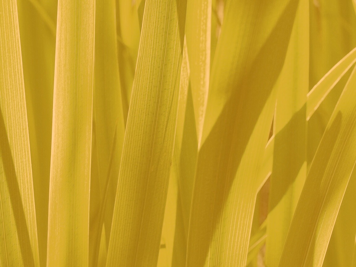 Стебли травы обои