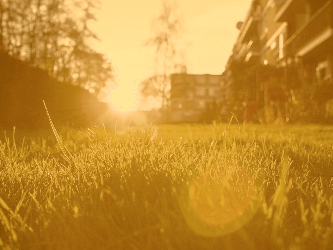 Трава во дворе обои