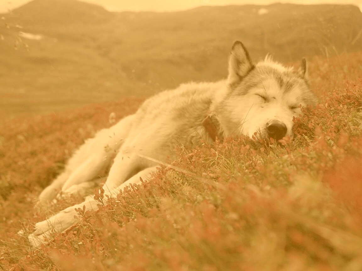 Лапа в цветах обои