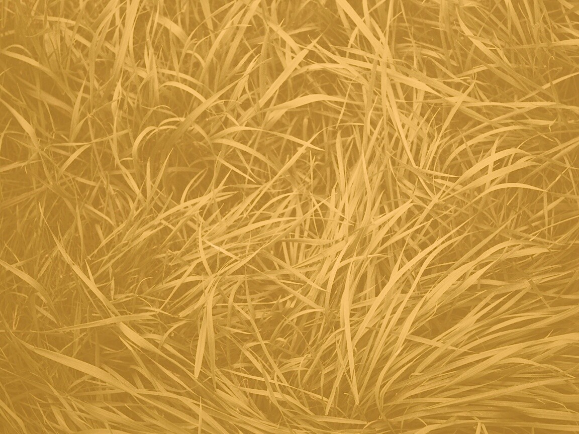 Блеклая трава обои