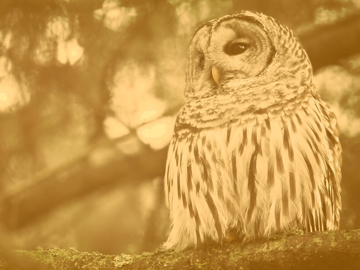 Сова на ветке обои