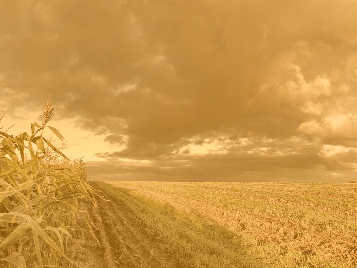 Кукурузное поле обои