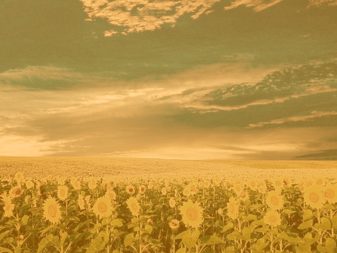 Целое поле подсолнухов обои