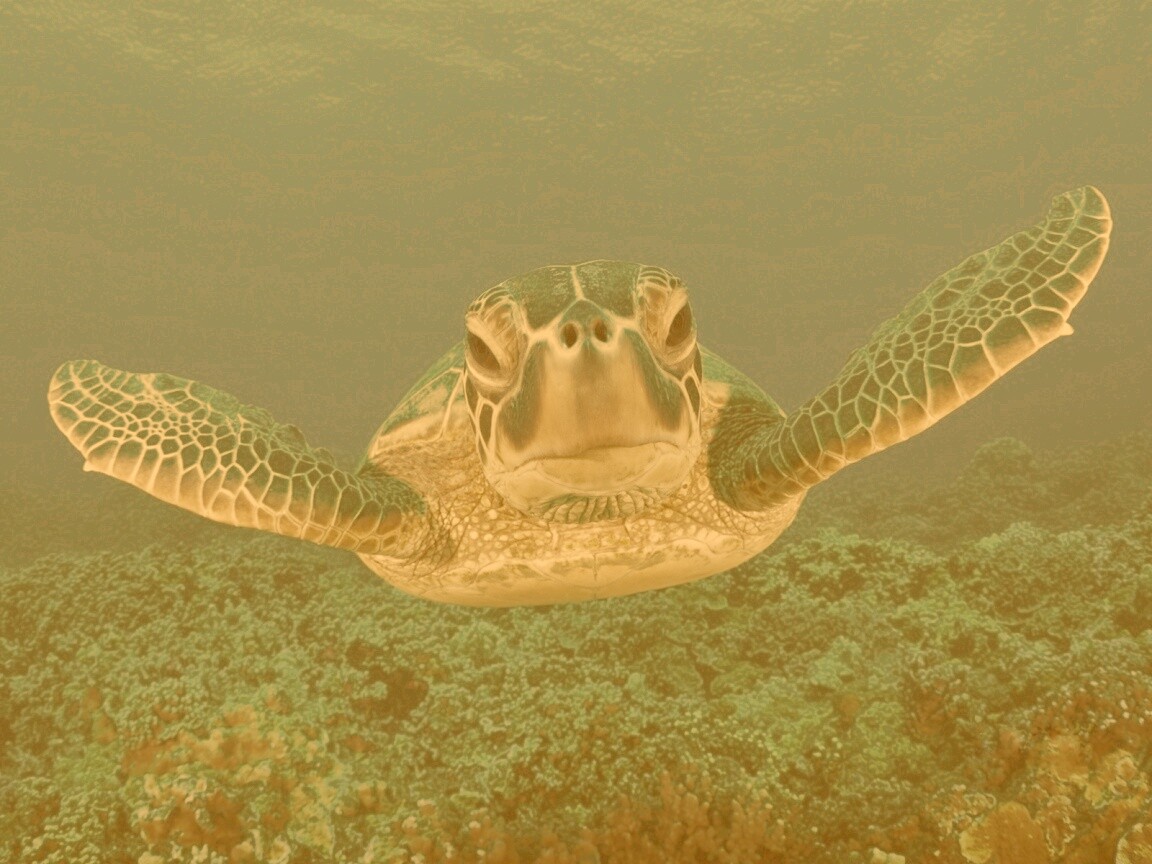 Морская черепаха обои