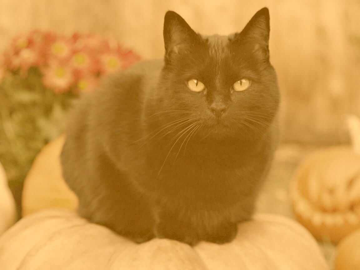 Чёрный кот на тыкве обои