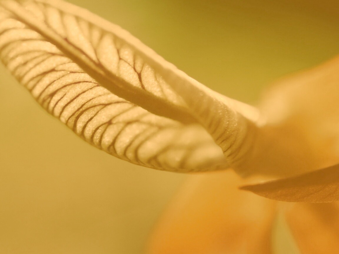 Сетчатый лист обои