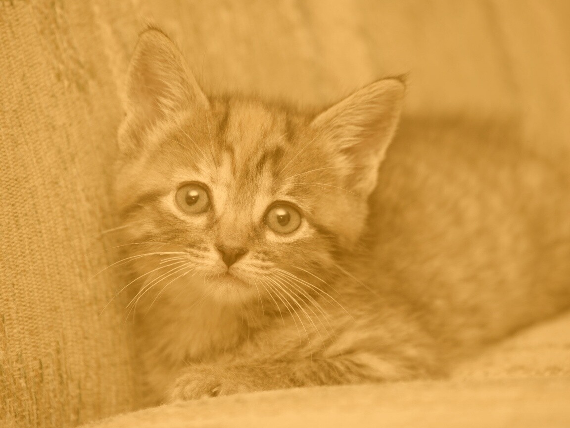 Милый маленький котенок обои