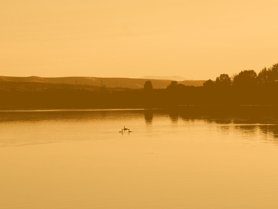 Утиное озеро обои