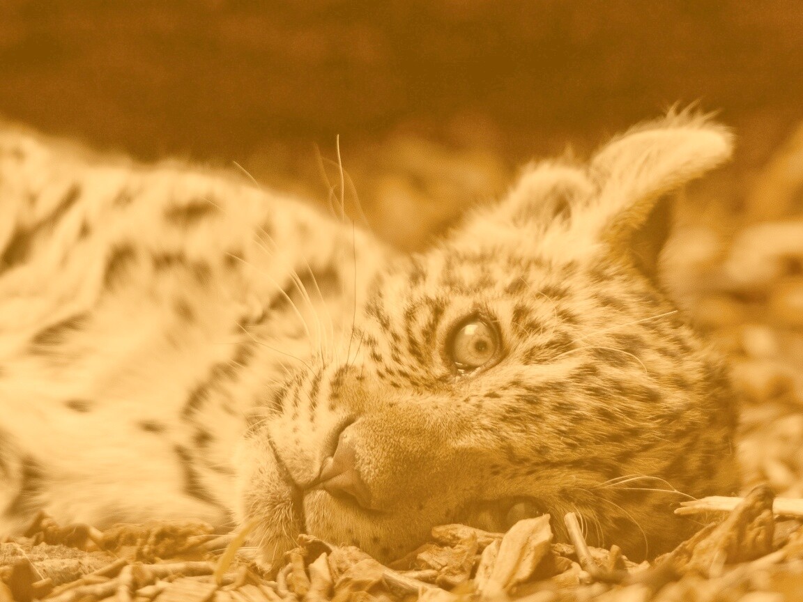 Гепард котенок обои