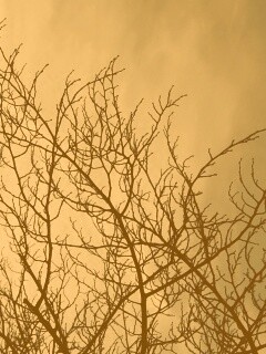 Ветвистое дерево обои