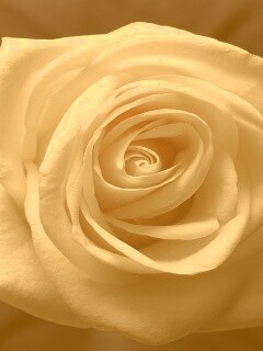 Белая роза обои