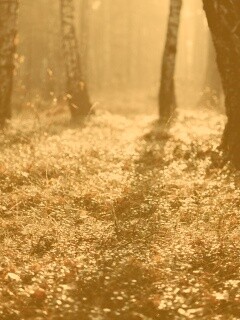 Лесная земля обои