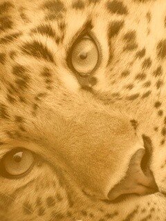 Леопард обои