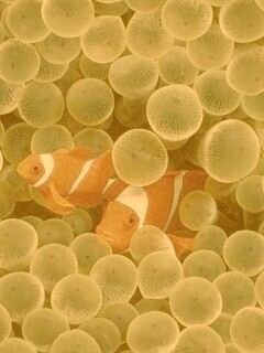 Рыбка клоун стандартные обои iPhone обои