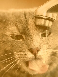 Кот пьет из под крана обои