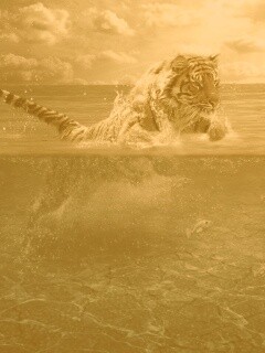 Тигр купается обои