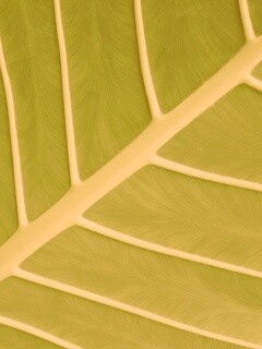 Пальмовый лист обои