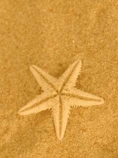 Морская звезда на песке обои