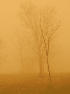 Деревья в тумане обои