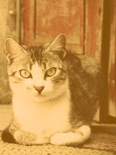 Кошечка на подстилке обои