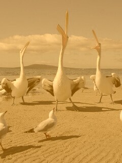 Пеликаны и чайки обои