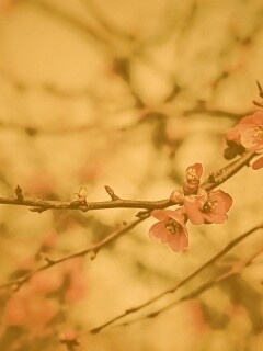 Весеннее цветение обои