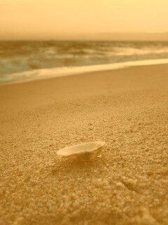 Ракушка не песчанном берегу обои