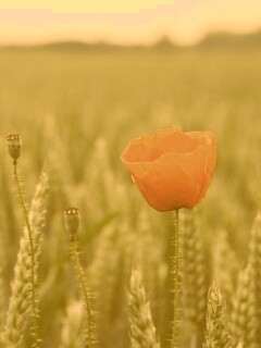 Первый распустившийся мак обои