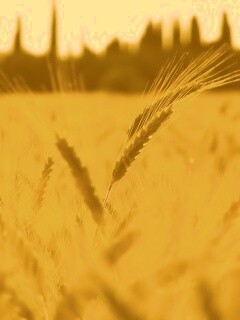 Пшеничное поле обои
