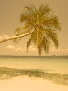 Пальма на лазурном берегу обои