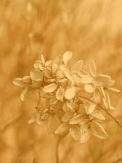 Увядший цветок обои