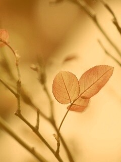 Красные листики обои