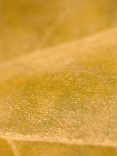 Повехность листа обои