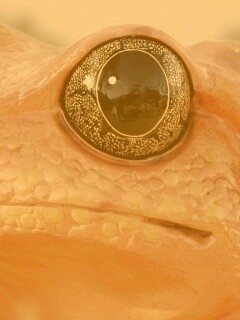 Красная лягушка обои