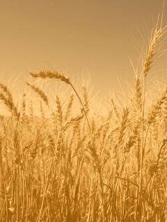 Пшеничные колосья обои