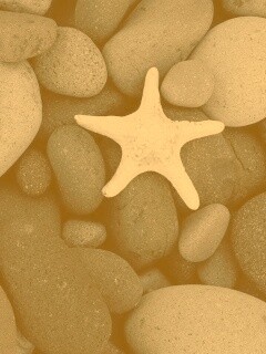 Звезда на морской гальке обои